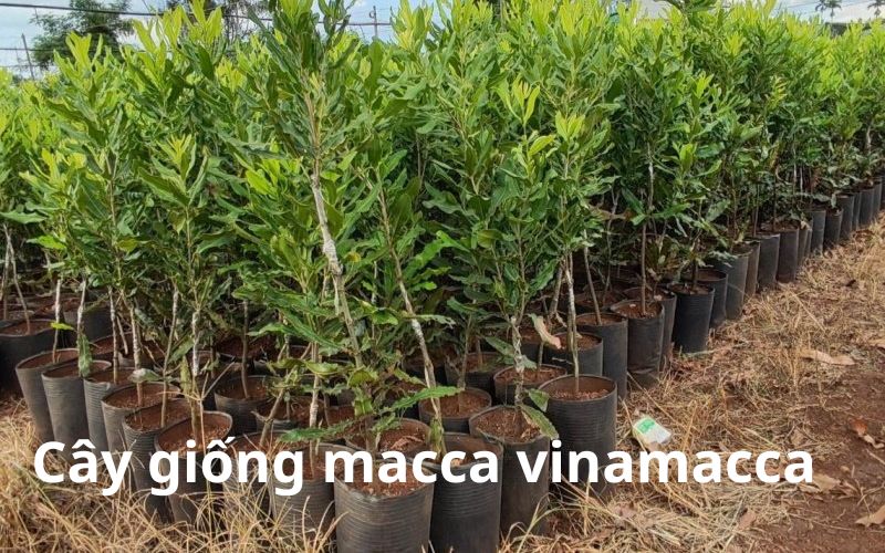 Tại sao phải mua cây giống macca của cty Vinamacca?